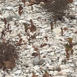 Meet your Posher, Braxton